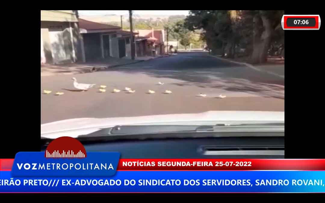 Família De Patos Sai Para Passear E Param O Trânsito Em Bonfim Paulista