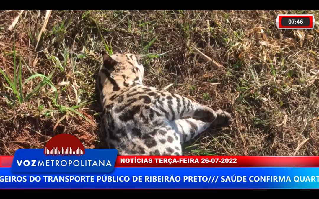 Jaguatirica É Encontrada Morta Na Rodovia Abrão Assed, Em Santa Cruz Da Esperança