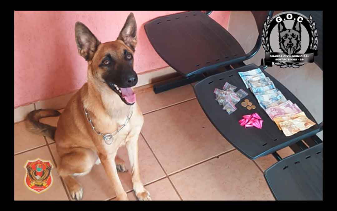 Gcm De Sertãozinho, Com Apoio Do K9, Apreendem Traficante