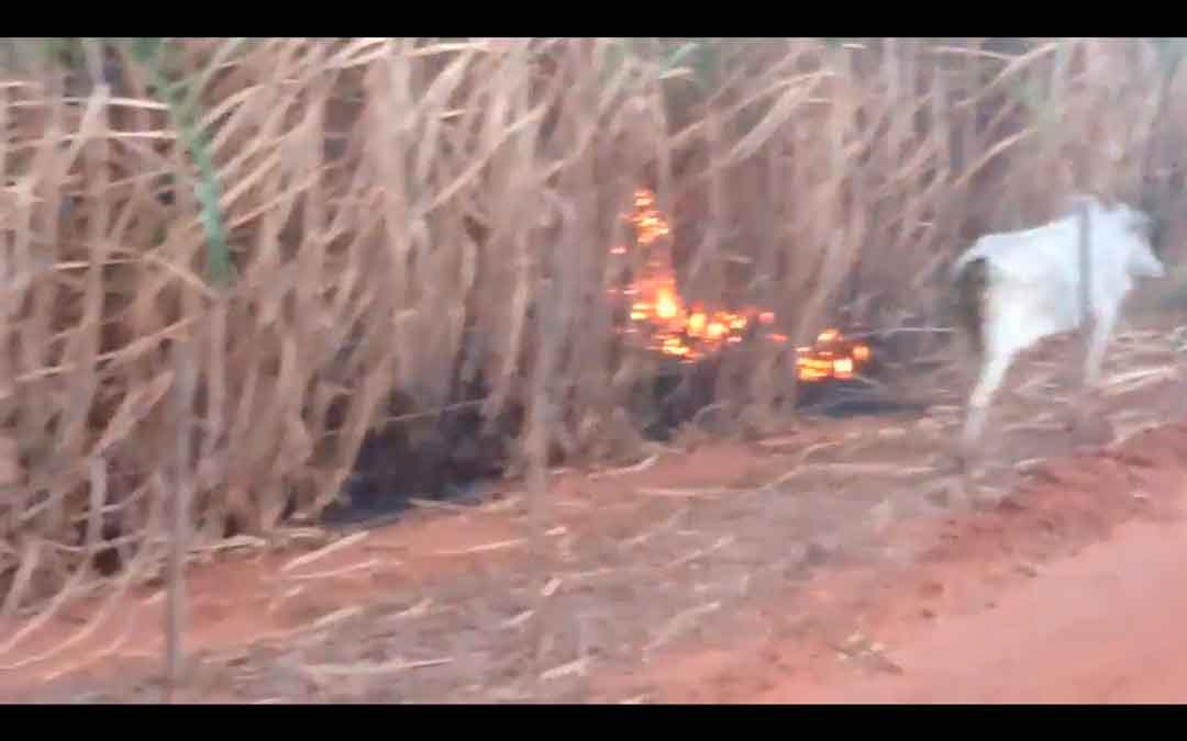 Incêndio Em Zona Rural Entre Itápolis E Tabatinga Atinge Animais De Criação