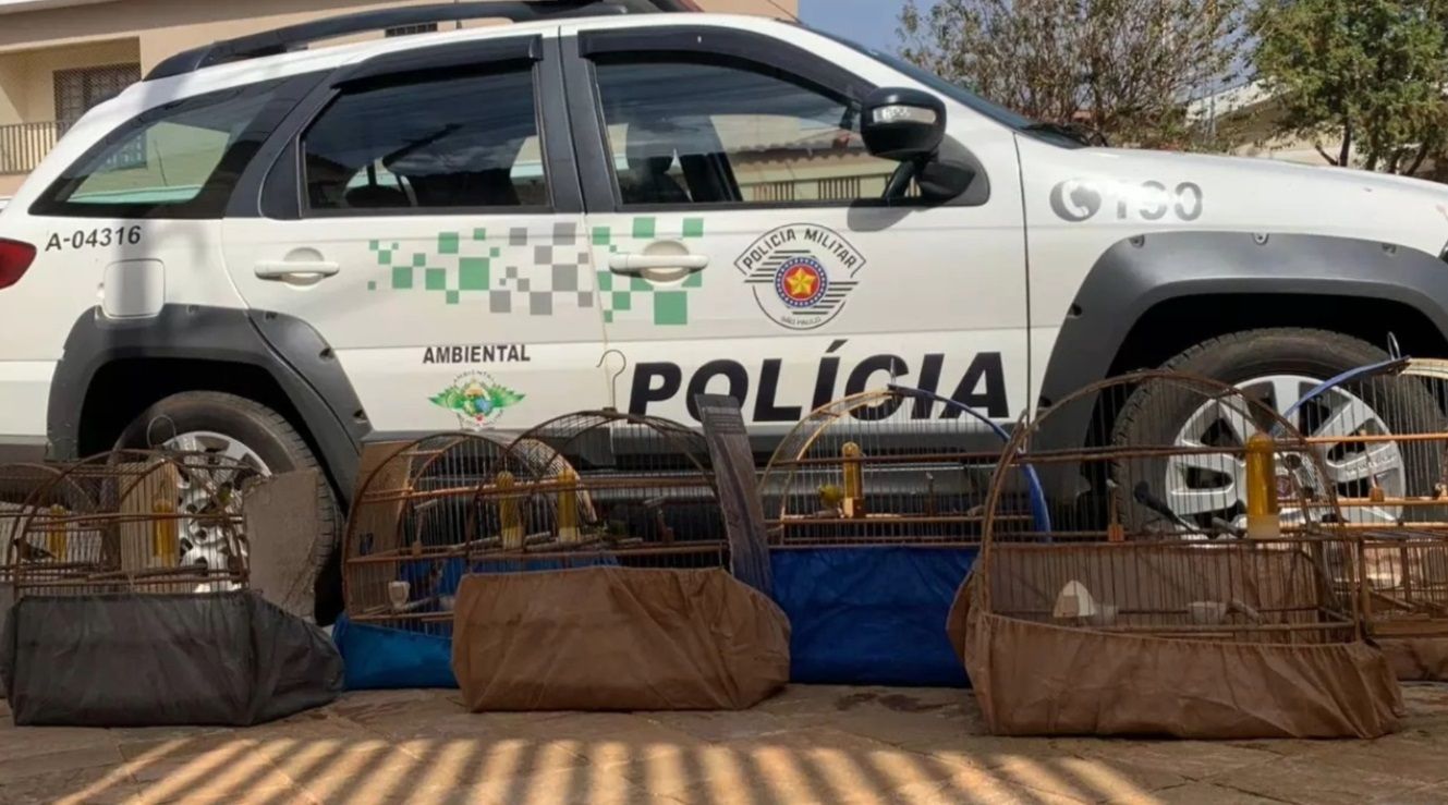 Polícia Apreende 45 Aves Em Situação Irregular Na Região De Ribeirão Preto