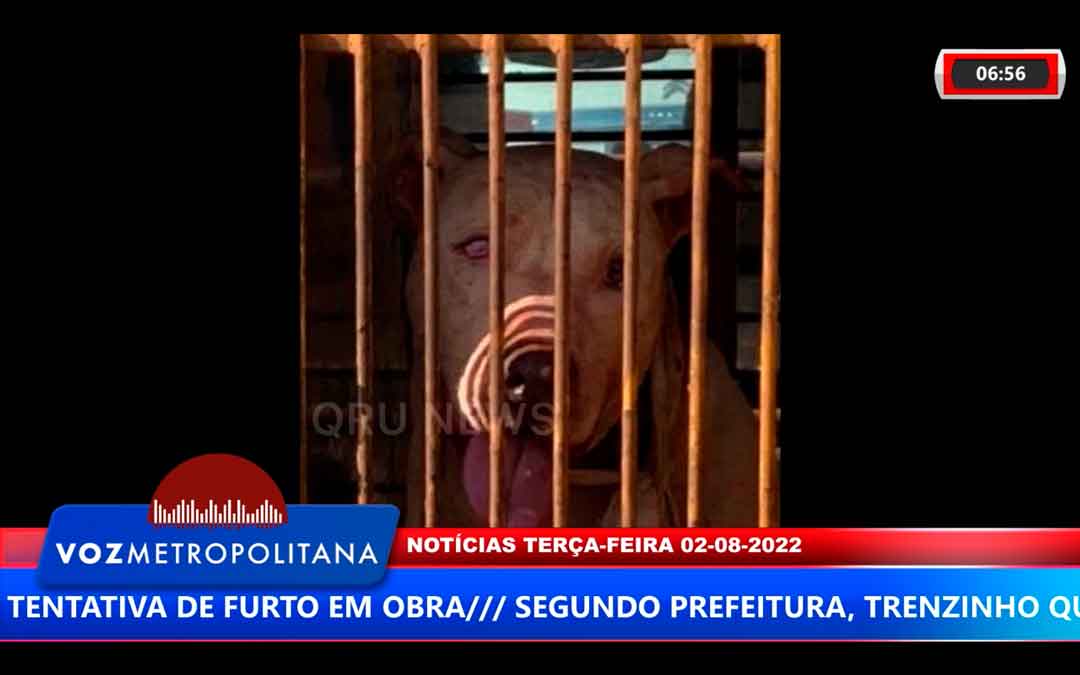 Segundo A Empresa, Pitbulls Que Atacaram Vigias Em Ribeirão Preto, Escaparam Após Tentativa De Furto Em Obra