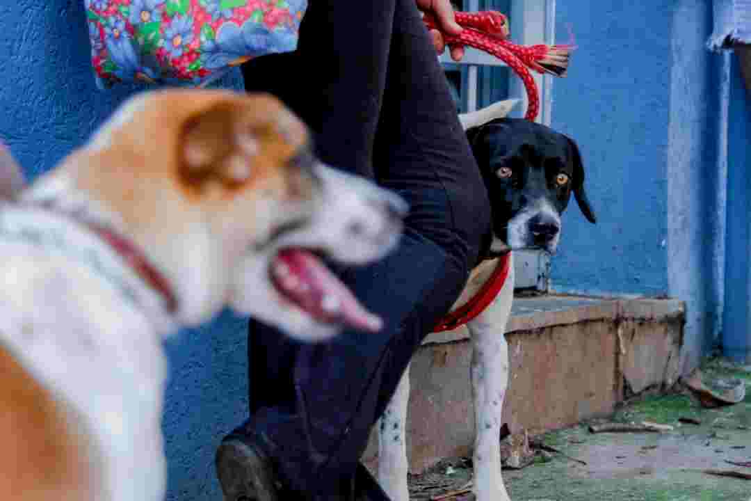 Meio Ambiente Abre Cadastro Para 331 Vagas De Castração Para Cães E Gatos