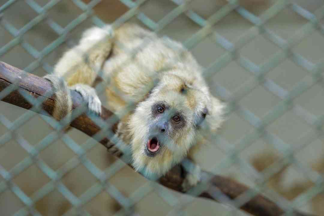 Bosque Zoo Fábio Barreto Atendeu Mais De 1.700 Animais Em 2022