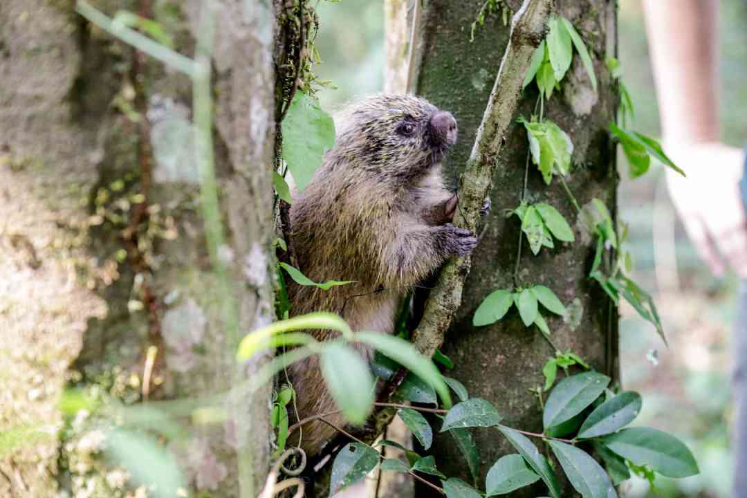 Bosque Zoológico Fábio Barreto realiza reabilitação e soltura de ouriço-cacheiro