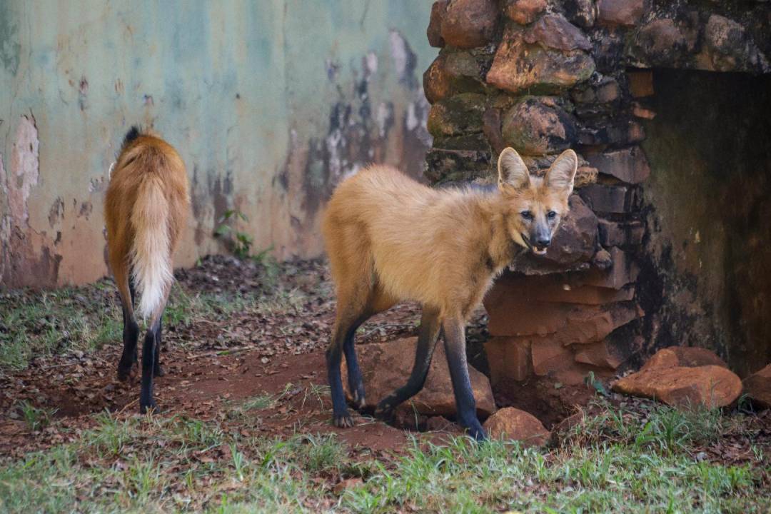 Lobo-Guará é tema para atividades educativas no Bosque Zoológico Fábio Barreto