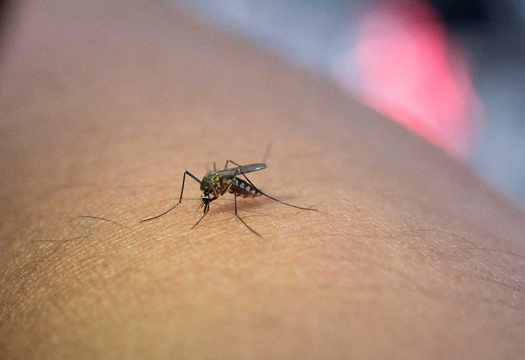 Saúde alerta aumento de casos de dengue e conclama a população no combate ao mosquito Aedes aegypti