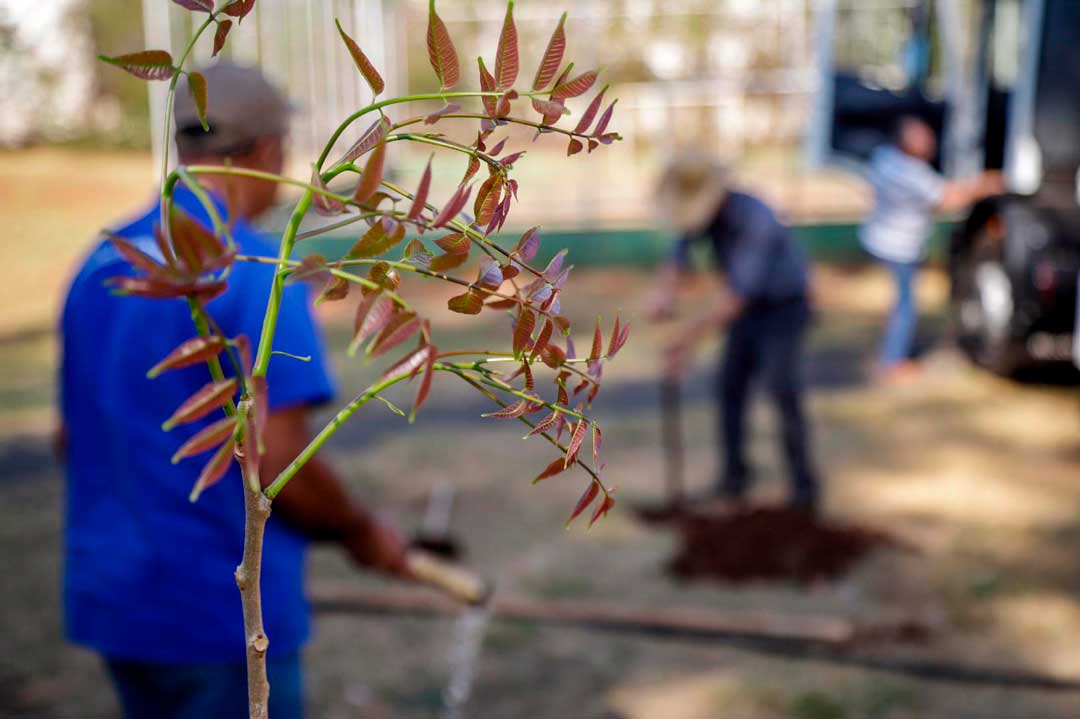 Horto Florestal distribuirá mudas durante o 30º Encontro Nacional de Folia de Reis