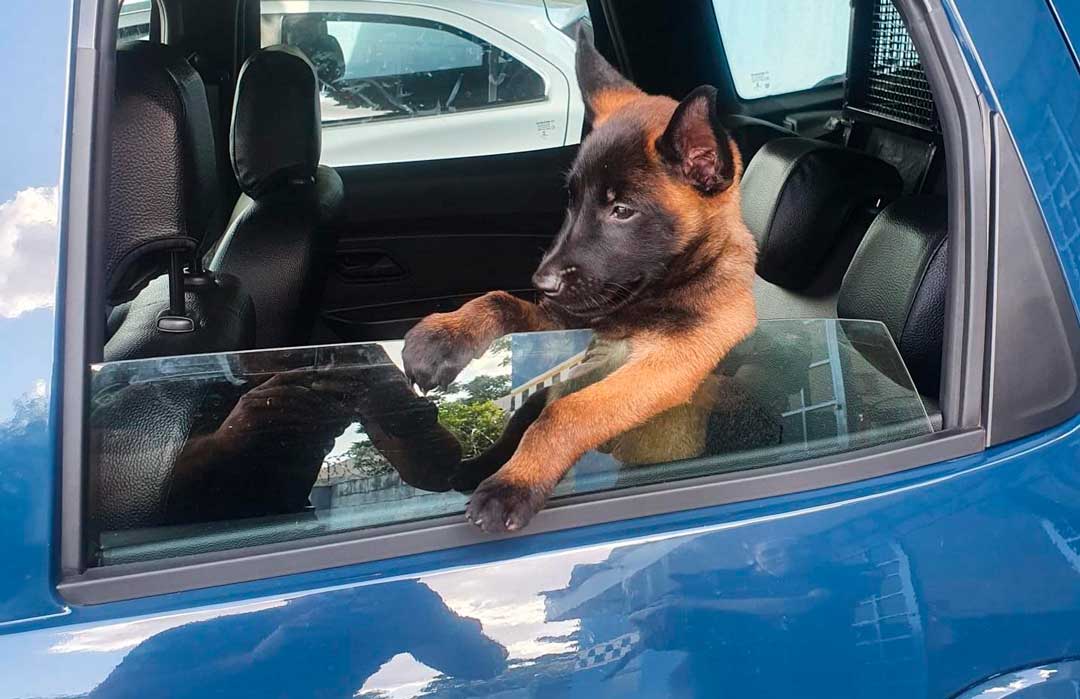K9 Venom, cão policial adestrado nascido no canil da GCM, completa 2 anos de vida