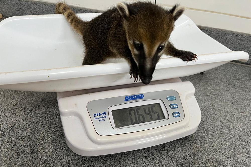 Bosque Zoológico Fábio Barreto tem novos moradores