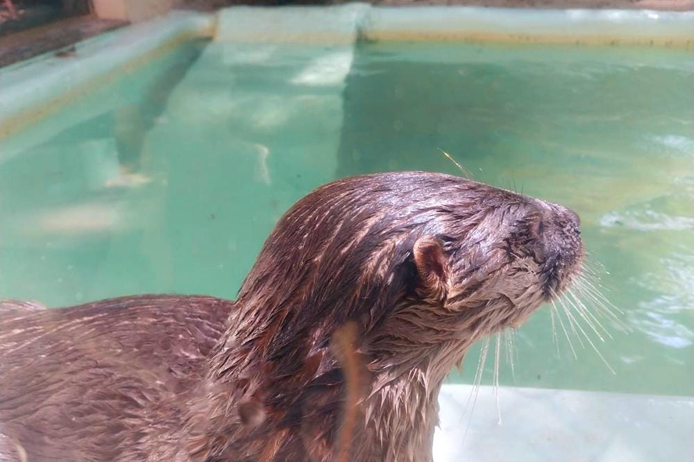 Bosque Zoológico Fábio Barreto recebe nova moradora