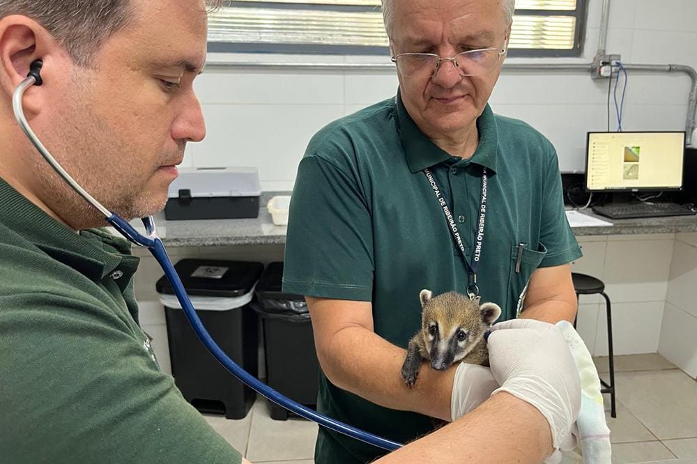 CETRAS Morro de São Bento encerra 2024 com recorde de solturas de animais silvestres