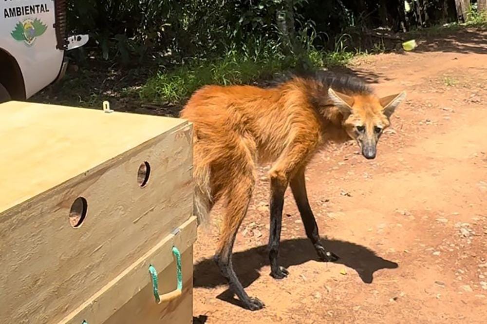 Lobo-Guará é solto pelo Cetras Morro de São Bento em sua primeira ação de 2025