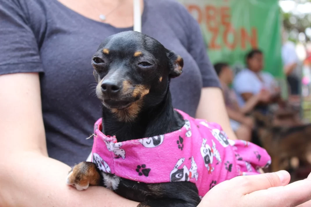 Sertãozinho realiza mutirão para castração gratuita de animais