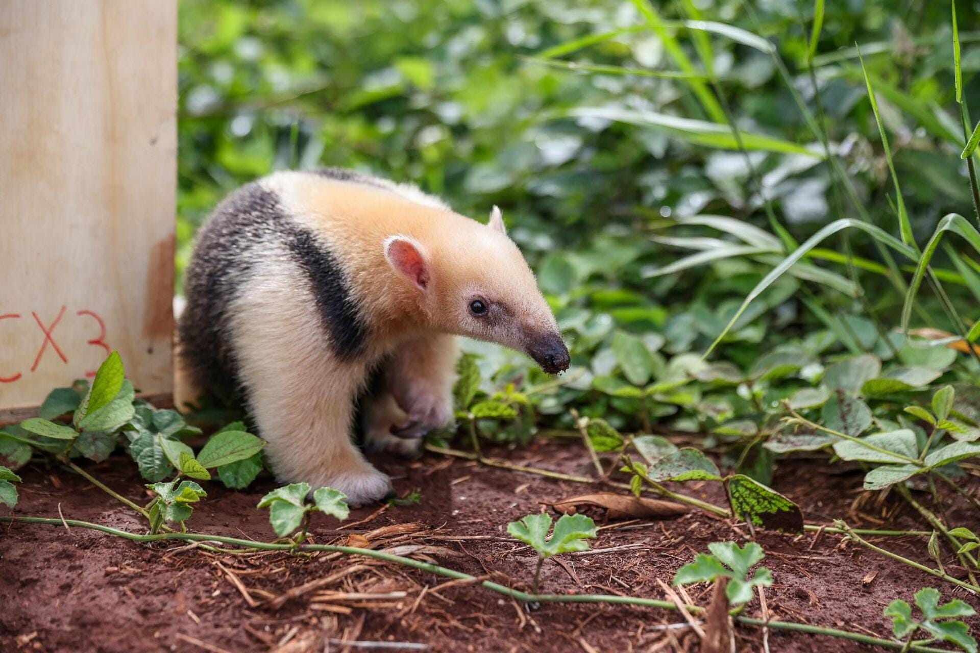 Tamanduá-mirim volta à natureza após tratamento no Cetras