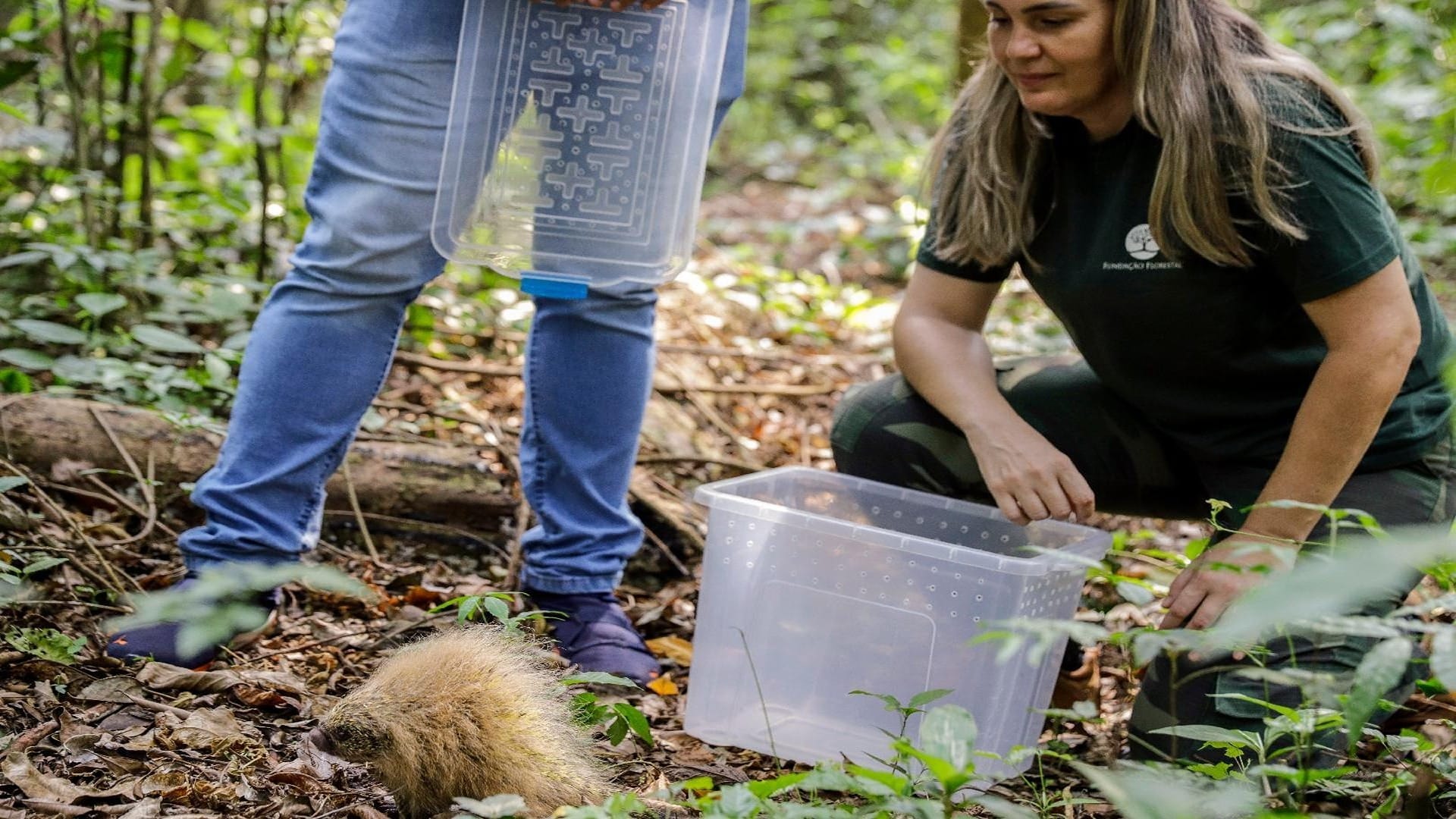 32 animais serão devolvidos para seus habitats pelo Cetras Morro do São Bento