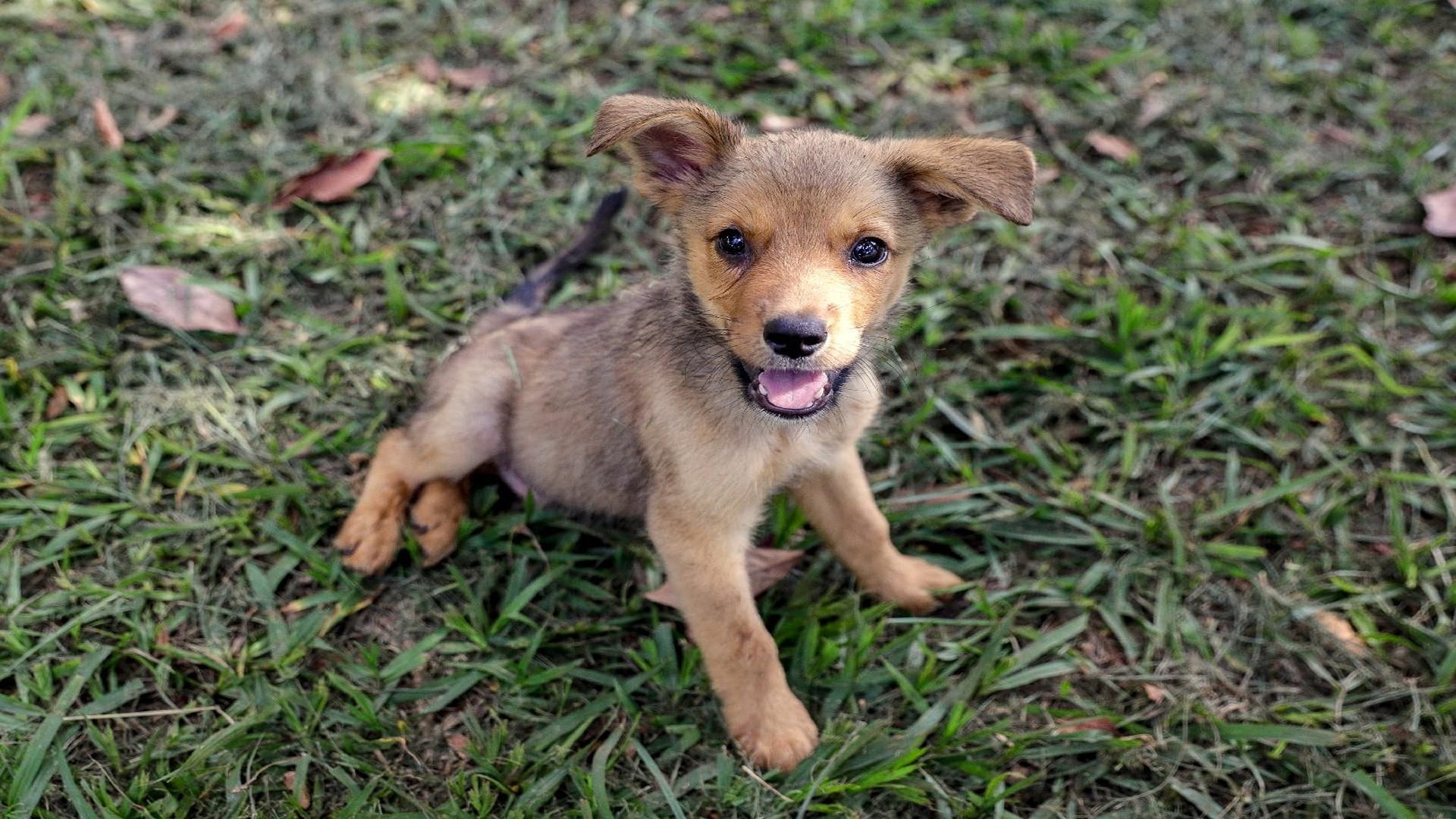 Feira de adoção de cães e gatos será permanente