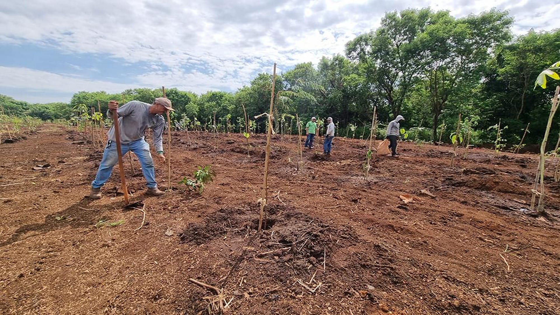 Mais de 2 mil mudas de árvores foram plantadas nesta semana em Ribeirão