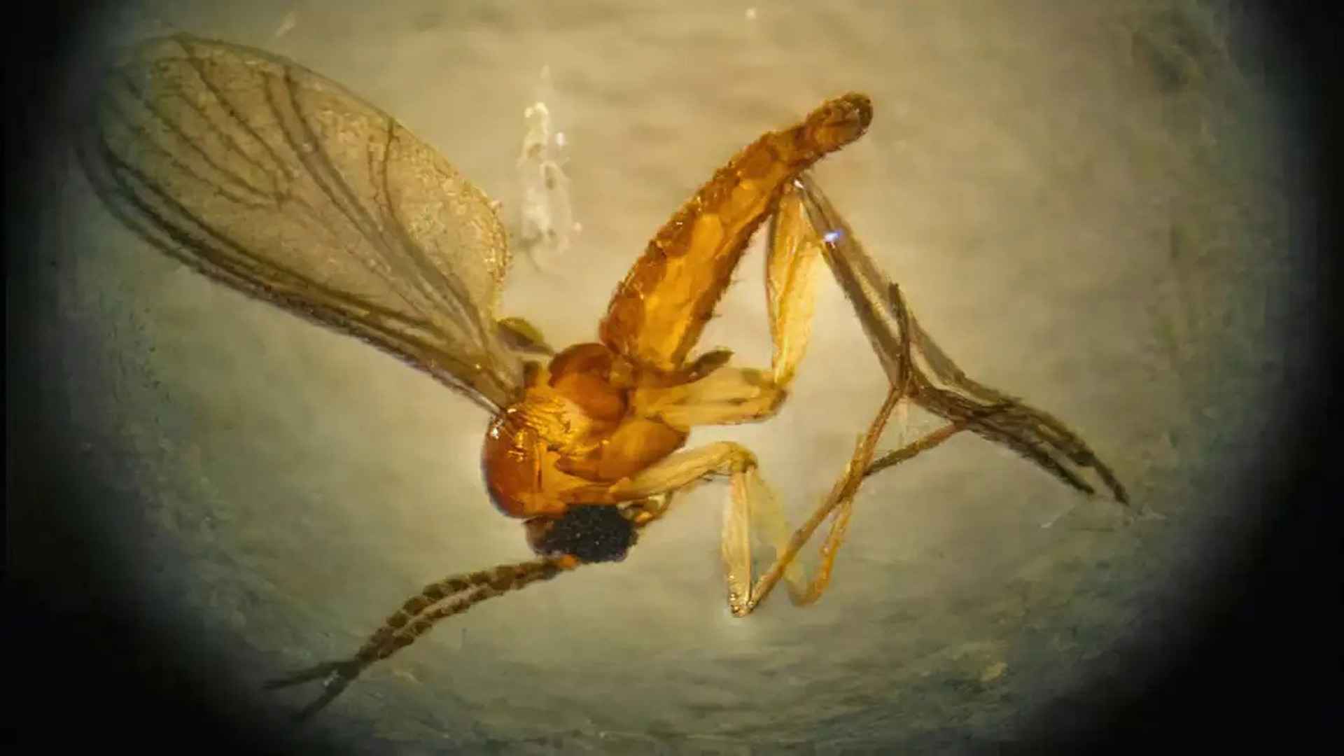 Estado de São Paulo registra 44 casos de febre de oropouche