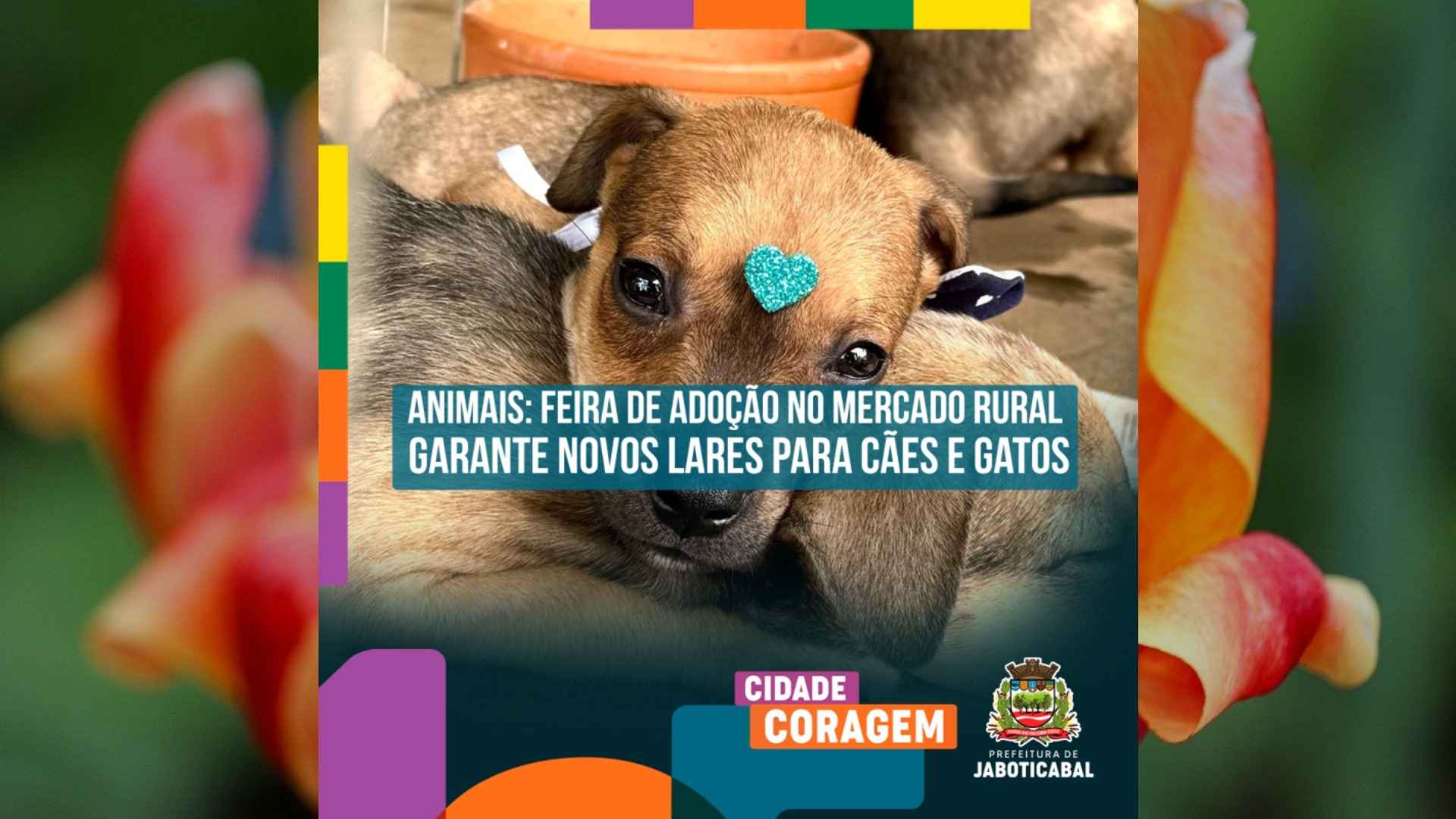 Feira de adoção no Mercado Rural garante novos lares para cães e gatos em Jaboticabal
