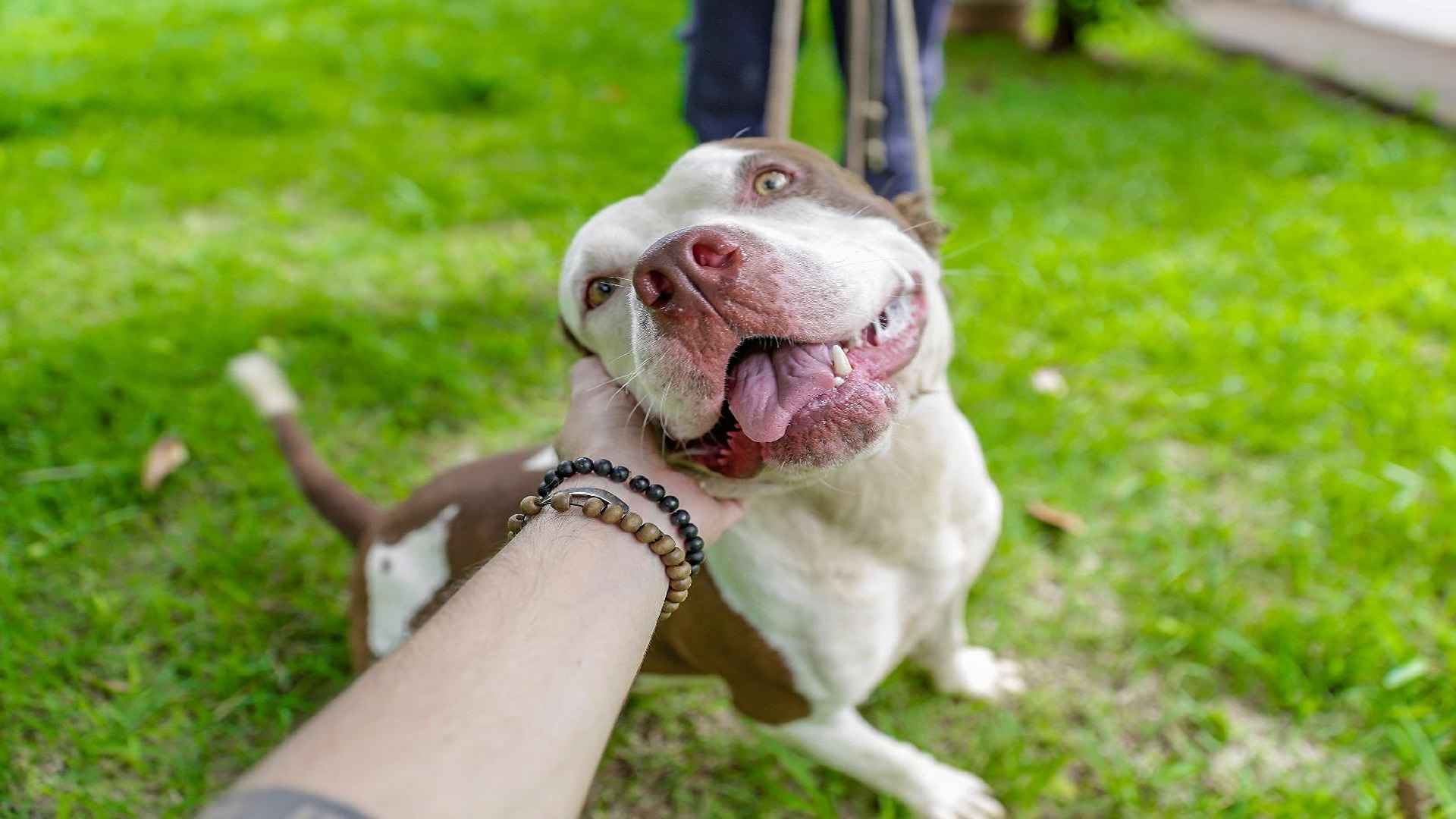 Prefeitura abre 700 novas vagas para castração gratuita de cães e gatos