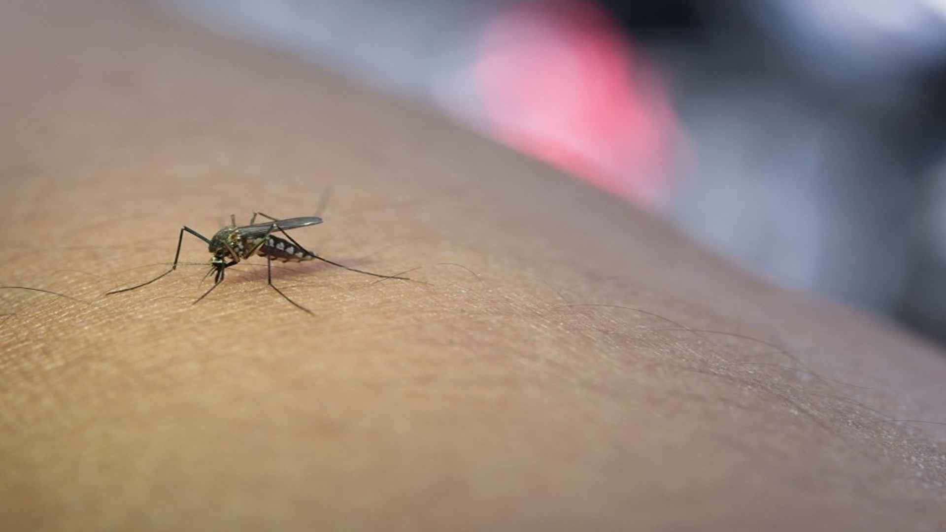 Santa Rosa de Viterbo registra mais de 1.200 casos confirmados de dengue e 39 de Covid-19