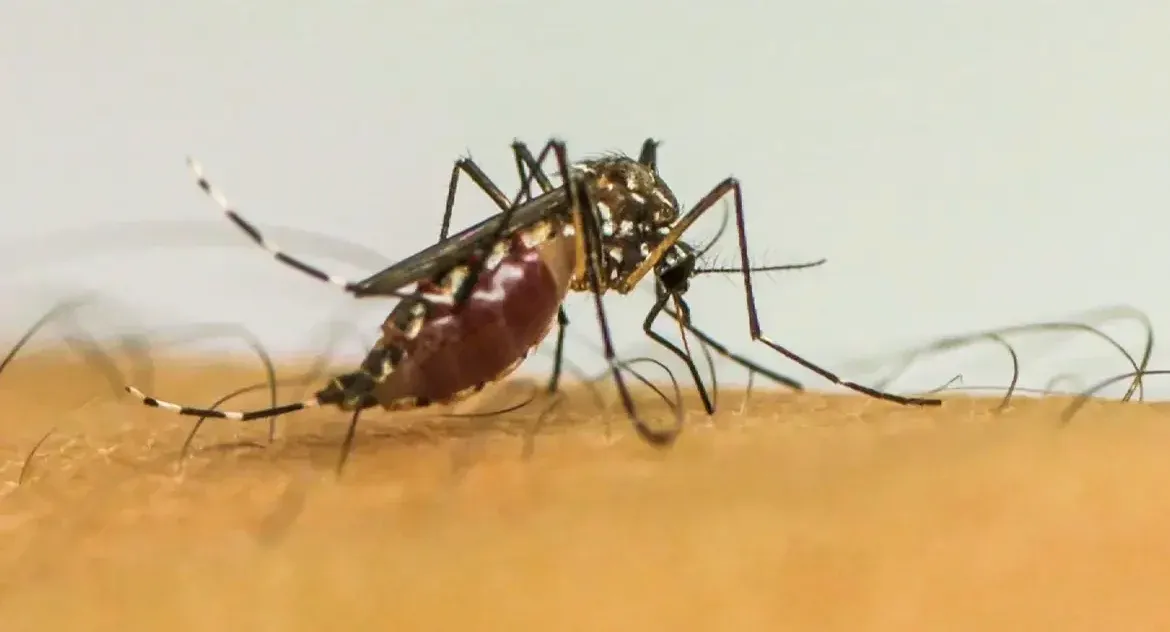 Ribeirão Preto registra nove mortes por dengue em 2025 e quase 20 mil casos confirmados até junho