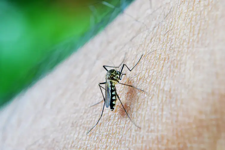 Ribeirão Preto registra 11 mortes por dengue em 2025, com maior impacto na zona Leste