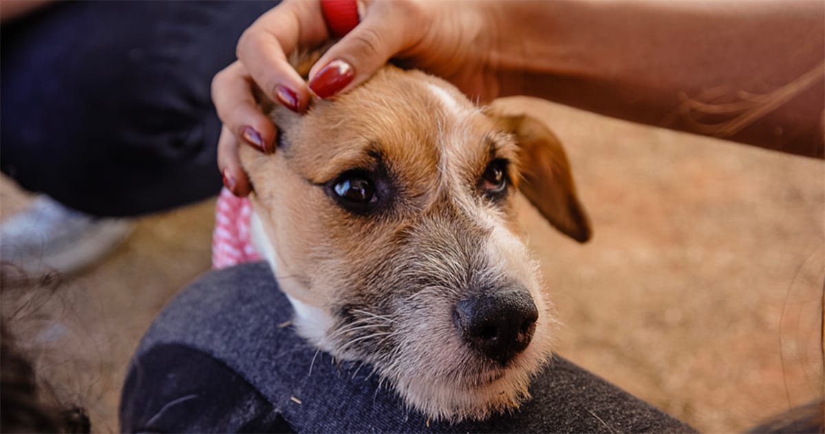 USP desenvolve fórmula líquida inovadora para tratar artrose em cães idosos