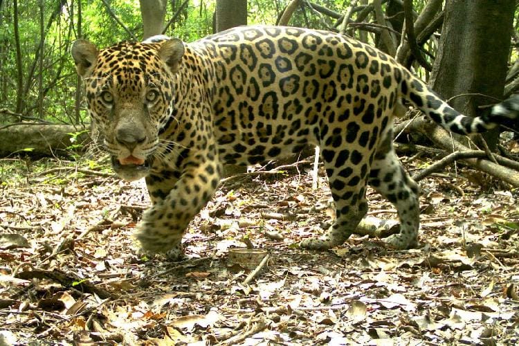 Onça-pintada amazônica chega a Guaíra após longa viagem de mais de 3 mil km