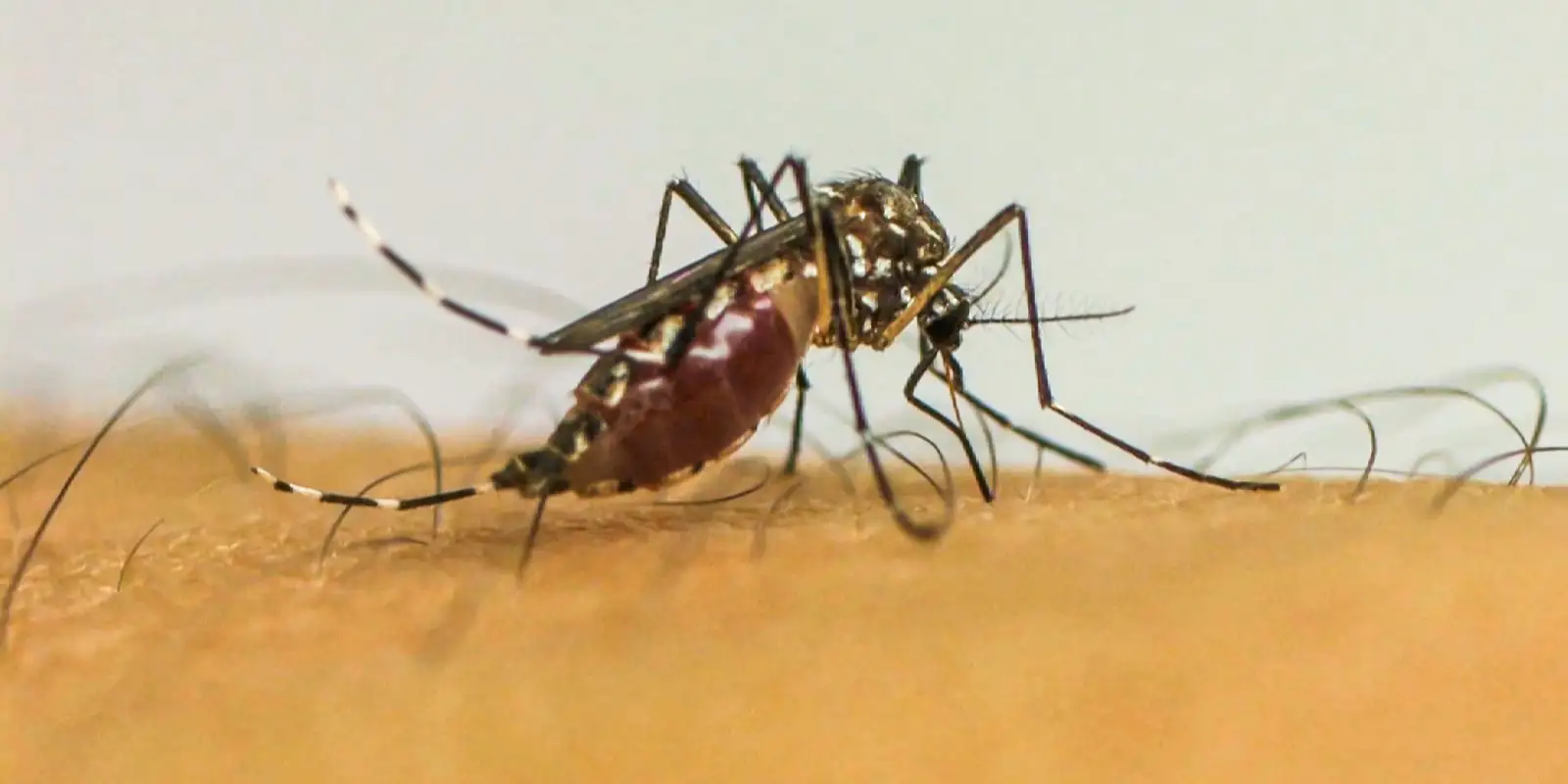 Dengue causa três mortes entre jovens em Ribeirão Preto e soma mais de 20 mil casos em 2025