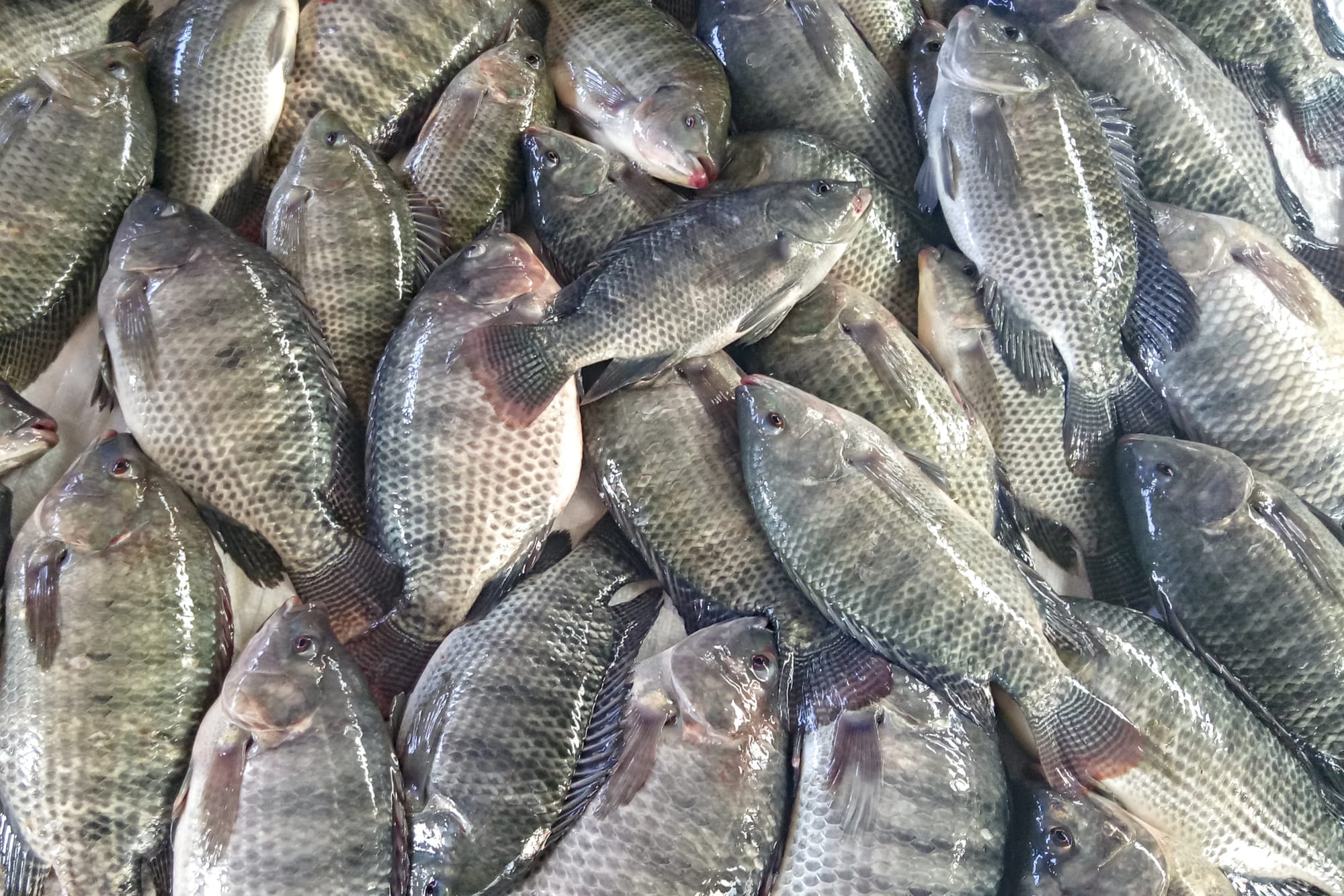 Exportações de pescados em Rifaina são paralisadas por tarifa americana e geram apreensão no setor