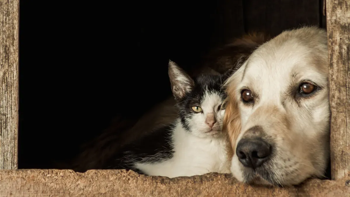 São Paulo sanciona lei que veta acorrentamento de cães e gatos e define exceções temporárias