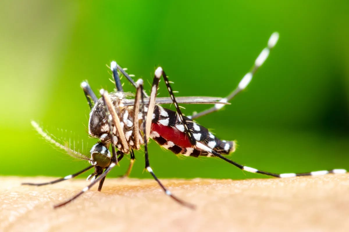 Idosas lideram número de mortes por dengue em Ribeirão Preto, aponta painel atualizado