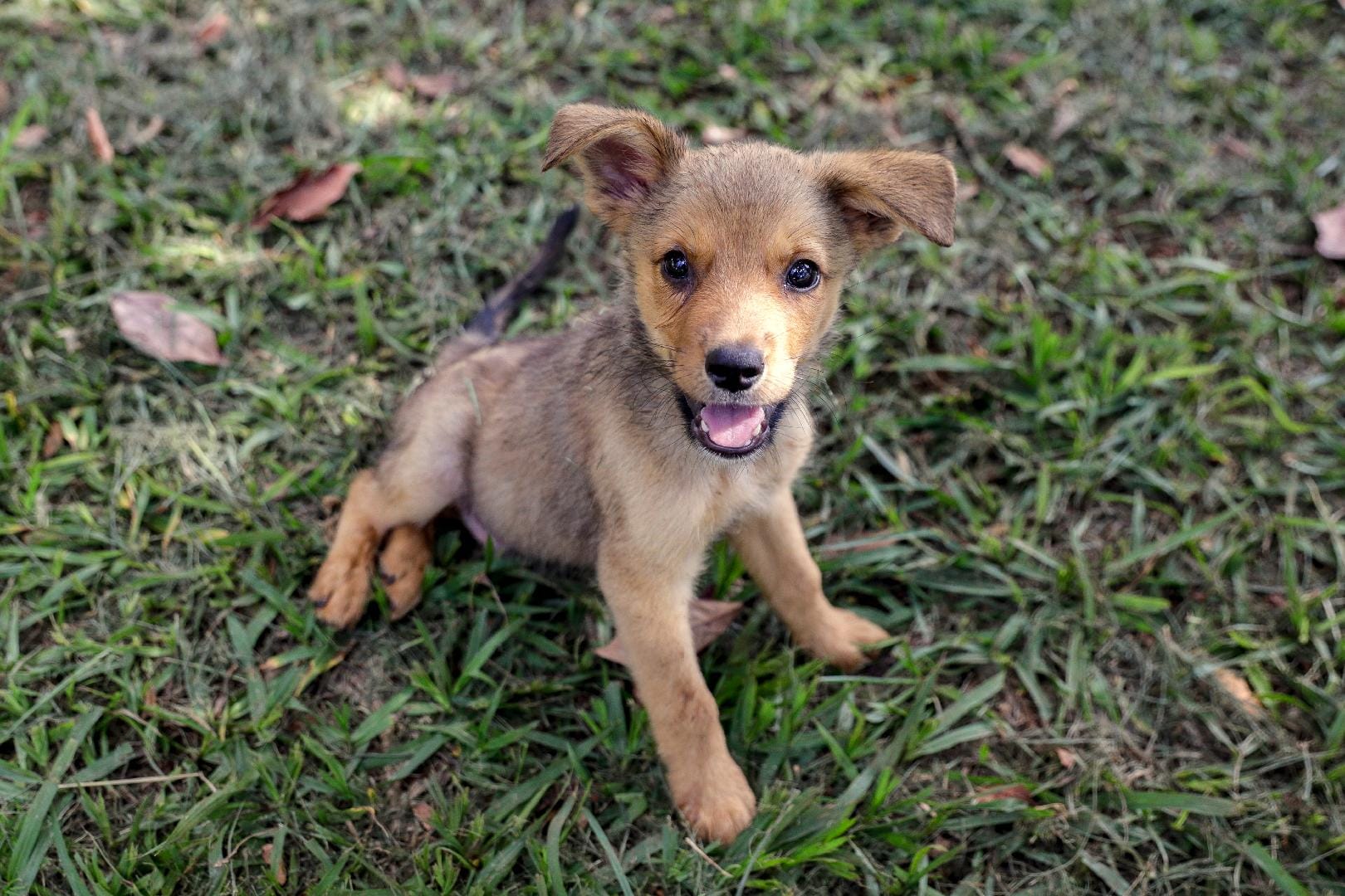 Divisão de Bem-Estar Animal de Ribeirão Preto passa a atender pelo WhatsApp