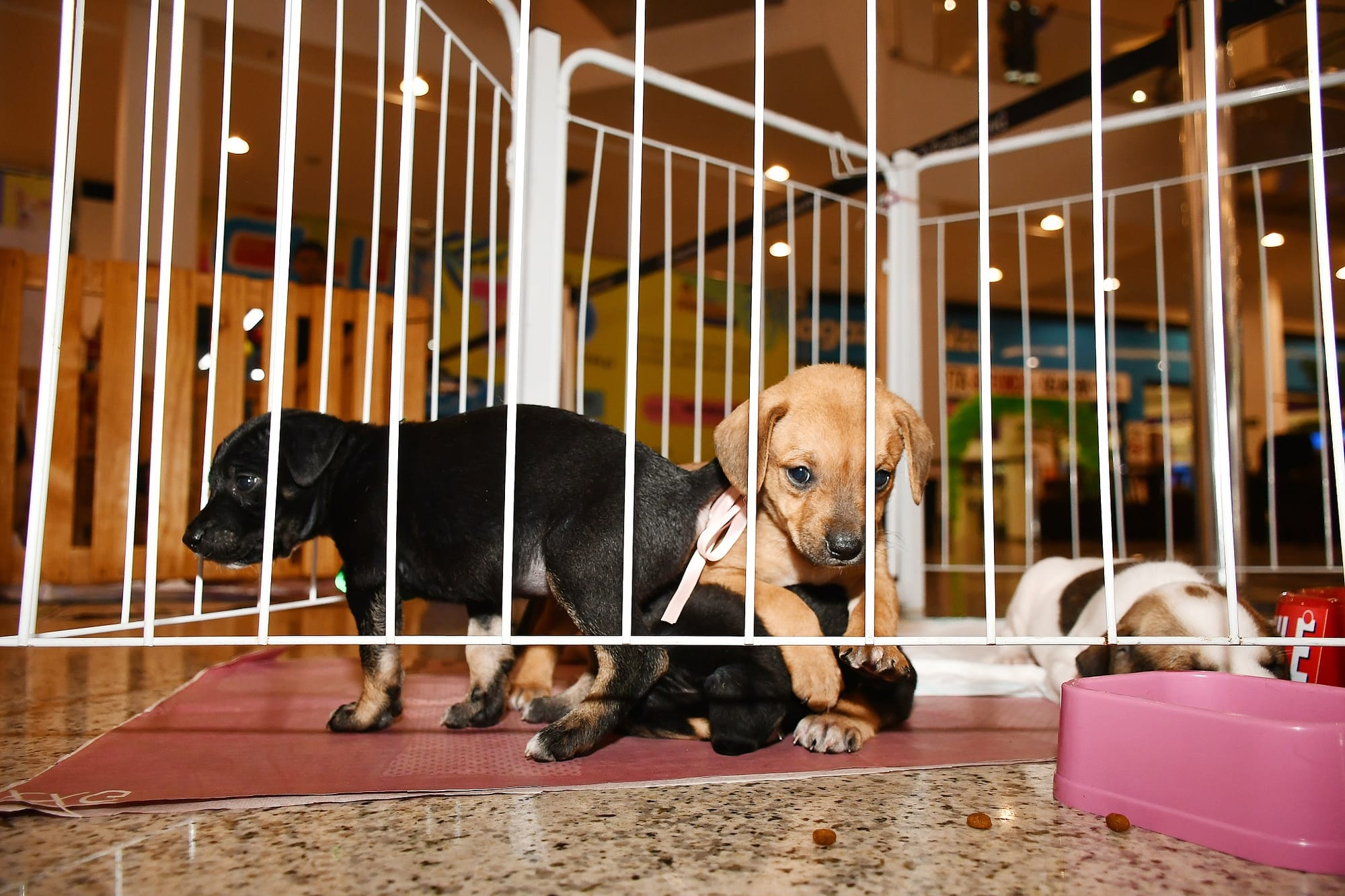 Feira de adoção no Novo Shopping traz cães e gatos resgatados neste fim de semana