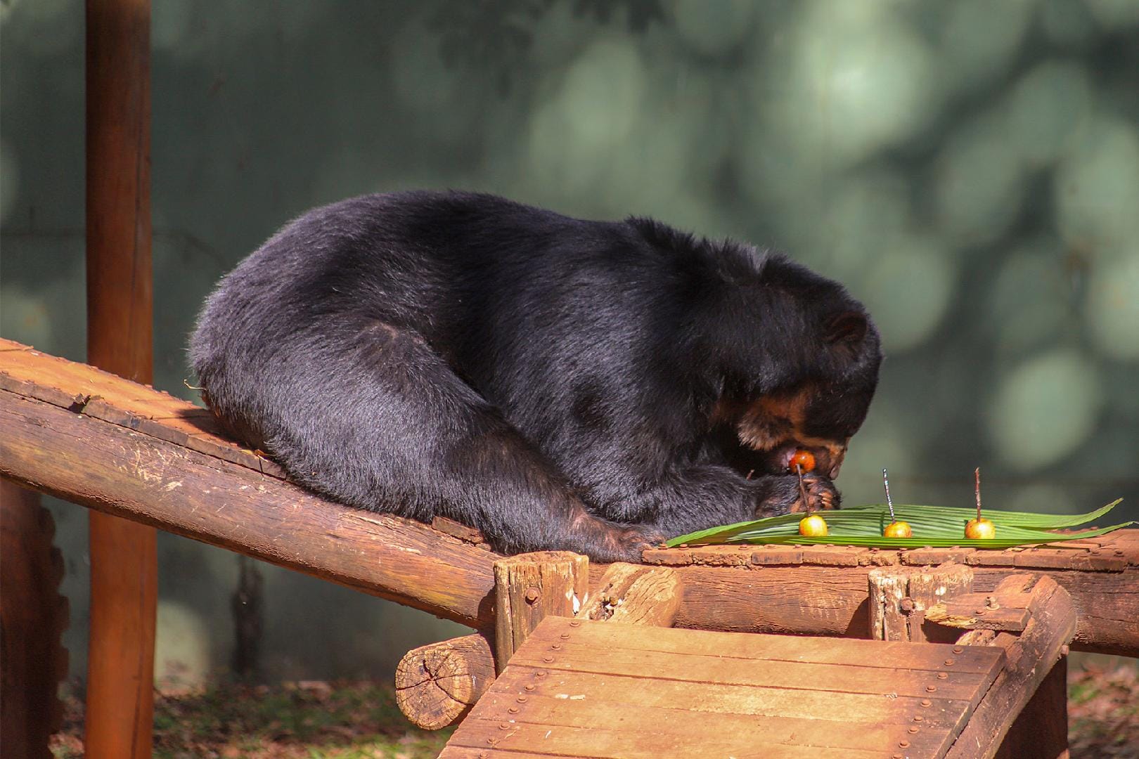 Zoológico de Ribeirão Preto realiza primeira esplenectomia em urso-de-óculos; recuperação segue bem