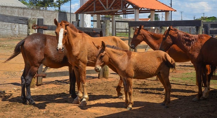 Canil Municipal recolhe 11 animais de grande porte e mantém 33 sob cuidados na cidade de Franca
