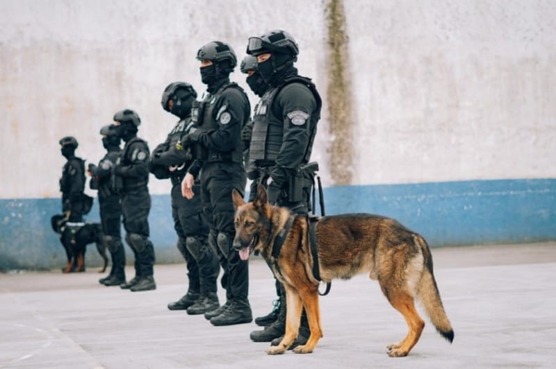 Canis da Região Central intensificam ações e aumentam apreensões em unidades prisionais