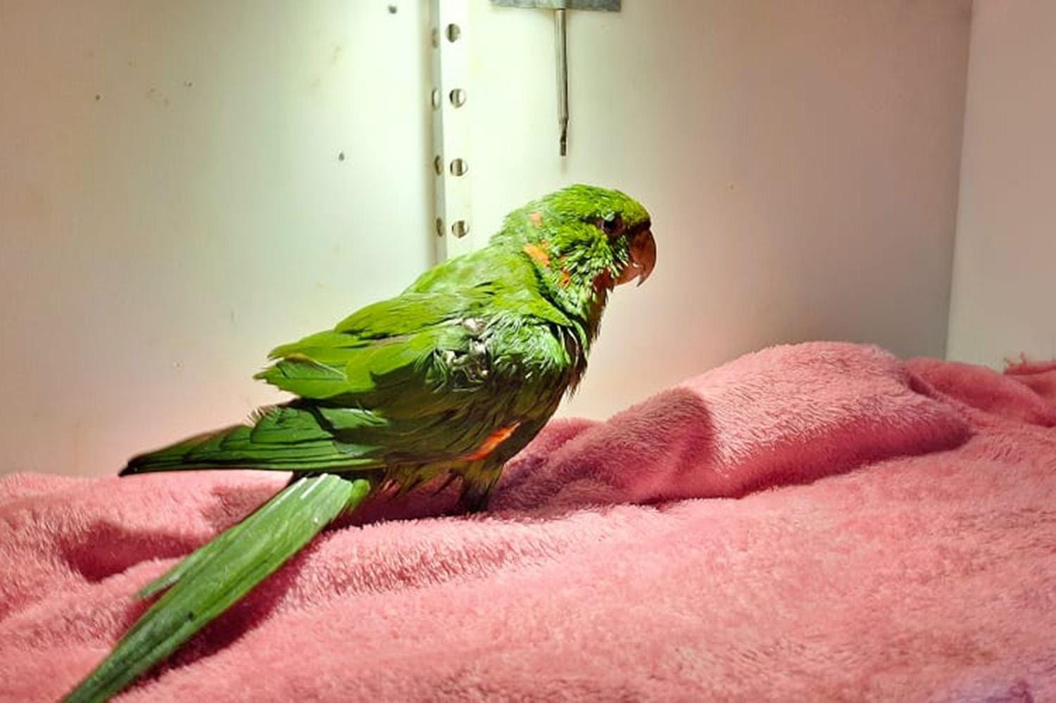 Maritaca apreendida no Centro de Ribeirão Preto segue em estado crítico no CETRAS