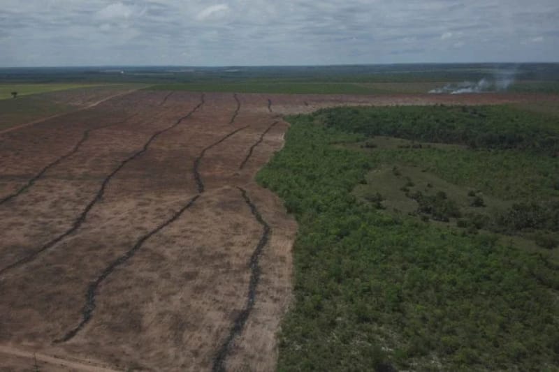 MapBiomas aponta perda de 2,4 milhões de hectares na Mata Atlântica em 40 anos; desmatamento atinge florestas maduras