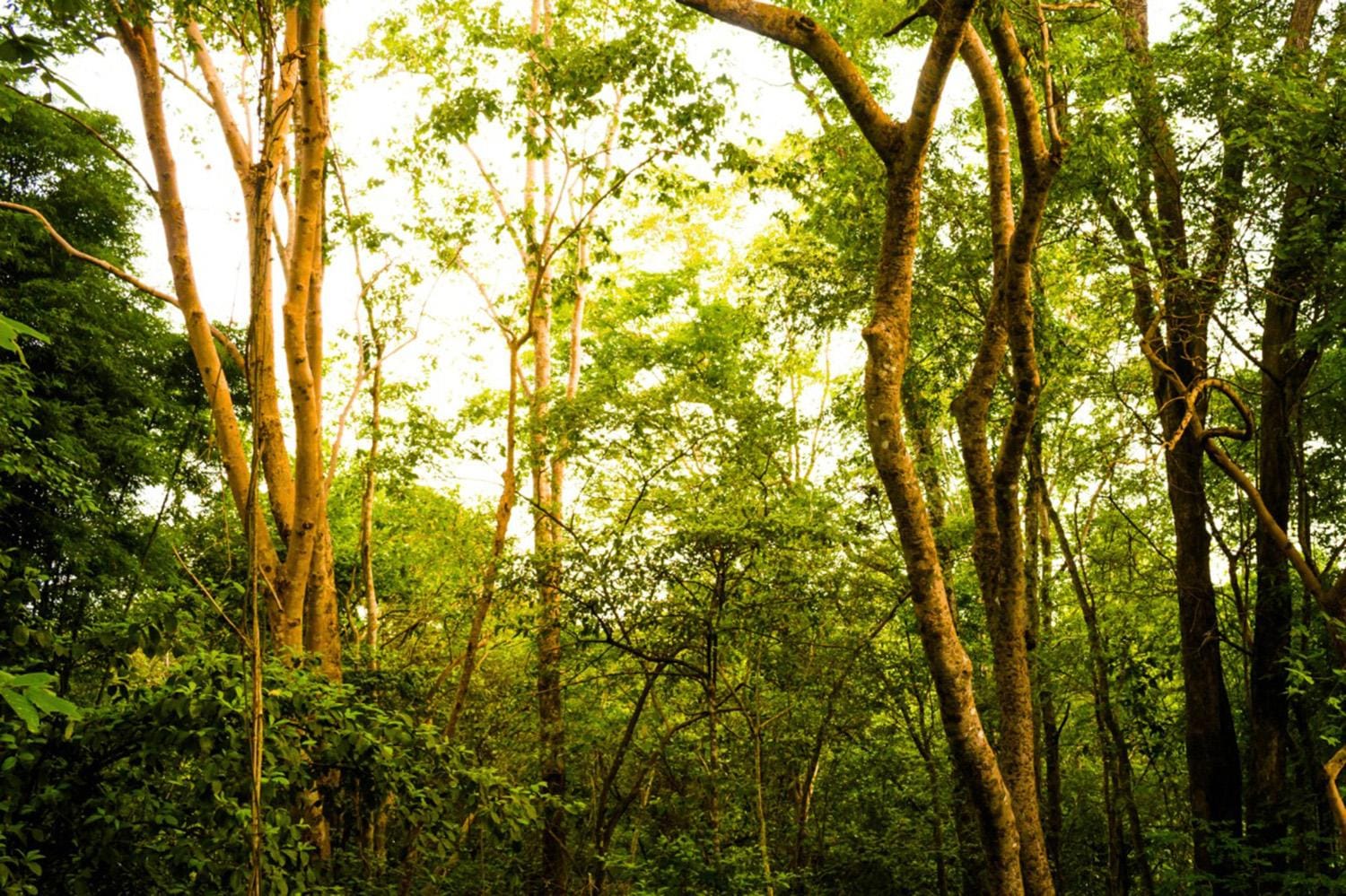 Prefeitura convoca audiência sobre transformação do Horto Municipal em Área de Proteção Ambiental