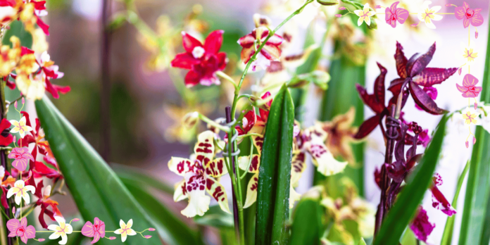 Festival de Orquídeas e Suculentas retorna a Ribeirão Preto com entrada gratuita em novembro