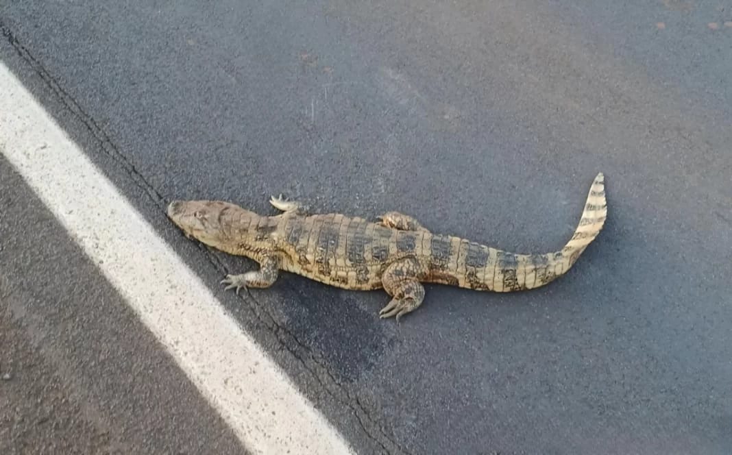Jacaré-de-papo-amarelo ferido é resgatado em represa de Serrana e levado a CETRAS em Ribeirão Preto