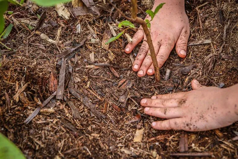 Projeto ArboreSer abre temporada 2025/2026 com plantio comunitário na Praça da Carambola