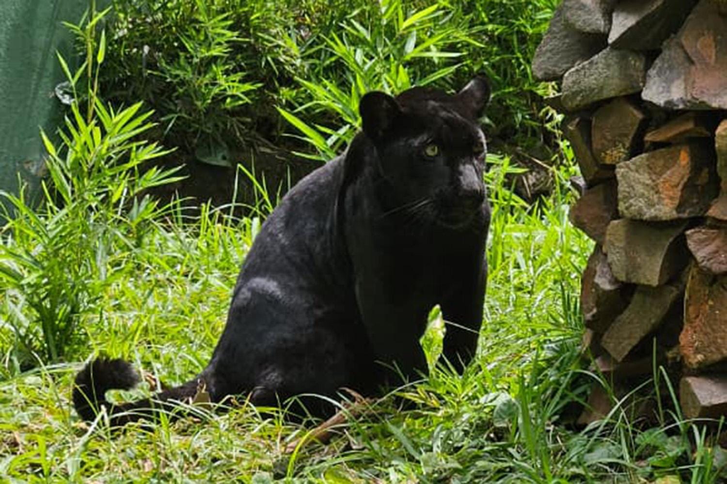 Bosque Fábio Barreto recebe filhote de onça-pintada melânica e reforça ação de conservação