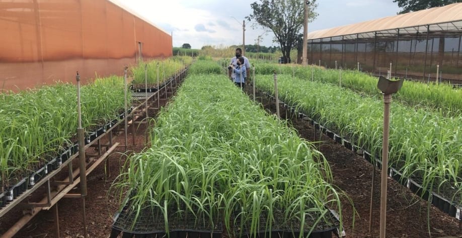 IAC lança duas novas variedades de cana em evento técnico em Ribeirão Preto
