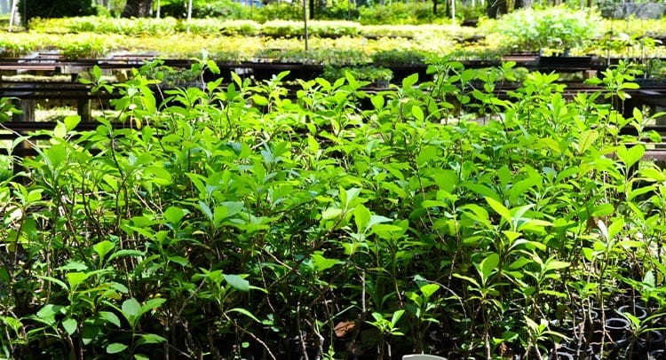 Franca abre vagas para oficina gratuita sobre plantas medicinais em dezembro