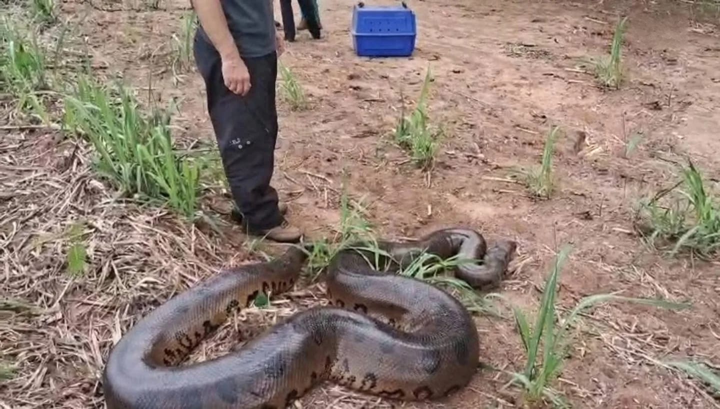 Sucuri é encontrada por funcionários de usina perto do Parque Vassununga e resgatada com segurança