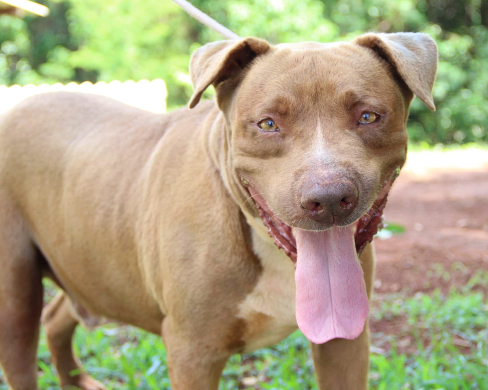Cãopanheiro volta à Praça 21 de Abril com adoção, vacinação e microchipagem em Sertãozinho